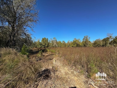 XX2 Seay Rd, Cottondale, FL 32431 - photo 2