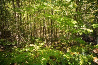 00 Buck Ridge Rd, Lisbon, NH 03585 - photo 6