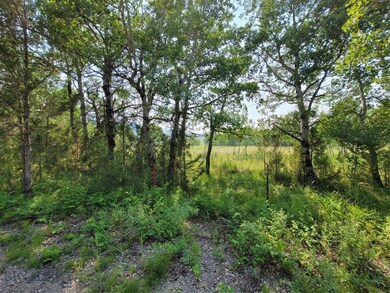 View of local wilderness