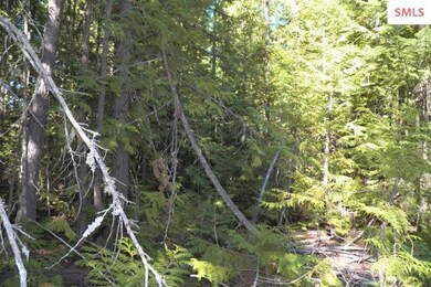 Old Skid Trails From When Property Was Last Logged