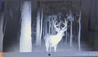Deer2