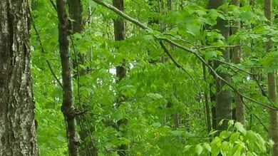 Lot 0 Howe Pond Rd, Readsboro, VT 05350 - photo 4