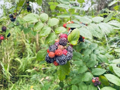 Mysore raspberries are a nice treat on a hot day!