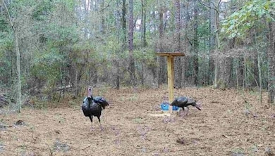 000 Breakfield Ln, Columbia, MS 39429 - photo 5