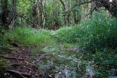 8390 Blanchard Rd, Sheridan, OR 97378 - photo 7