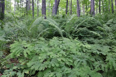 00 Vt Route 12 N, Brookfield, VT 05036 - photo 2