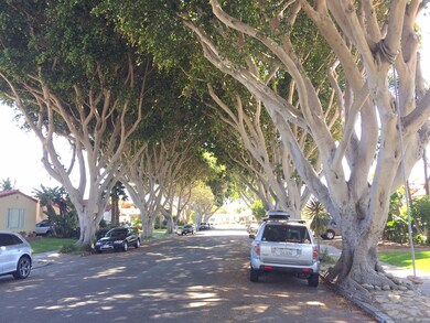 tree lined st pic