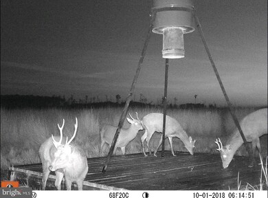 1744 E Tedious Creek Rd, Toddville, MD 21672 - photo 3