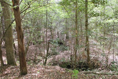 N/A Walton Rd, Nacogdoches, TX 75964 - photo 3