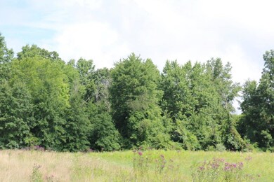 Woods