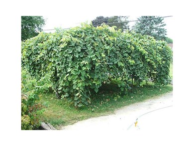Exterior Back. Huge grape bush with TONS of grapes