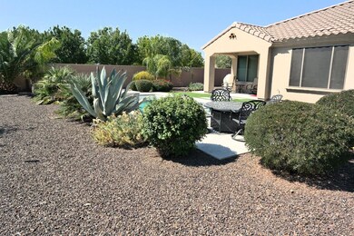backyard2
