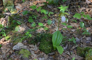 Wild flowers