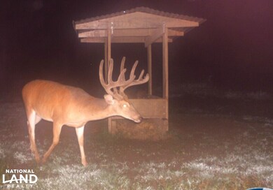 201 Hodge Rd, Tallulah, LA 71336 - photo 4