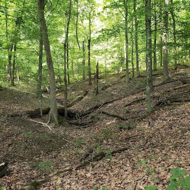 0 Mulberry Rd, Mount Perry, OH 43760 - photo 5