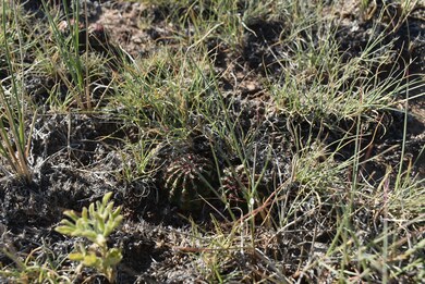 0 Lizard Ln, Gardner, CO 81040 - photo 5