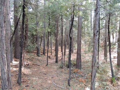 Front yard forest.