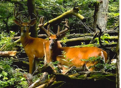 1110 Denway Dr, Kalamazoo, MI 49008 - photo 3