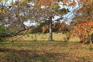 bottom timber1