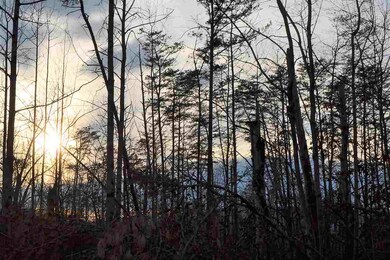 Lot 30 Springbranch Tr, Monroe, VA 22973 - photo 2