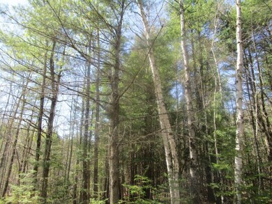 Beautiful wooded lot