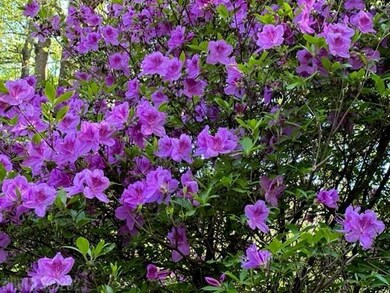 TBD Windermere Way, Fancy Gap, VA 24328 - photo 4