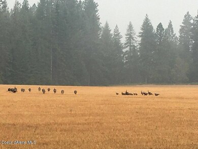 Pleasant Valley Loop Turkeys in the fiel