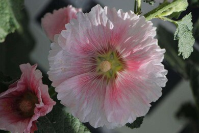 Hollyhock 2