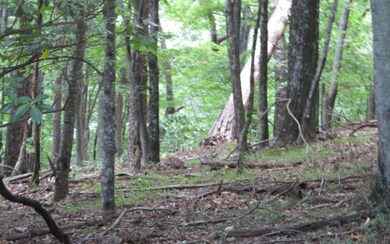 Additional View