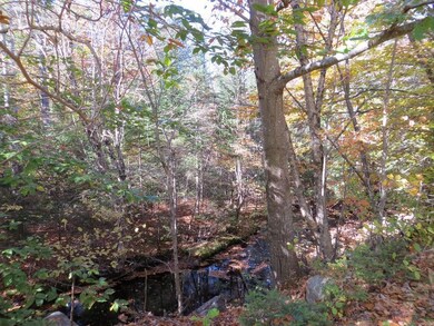 The Little River through the trees.