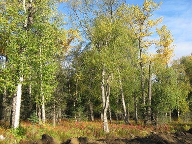 Beautiful Fall Trees