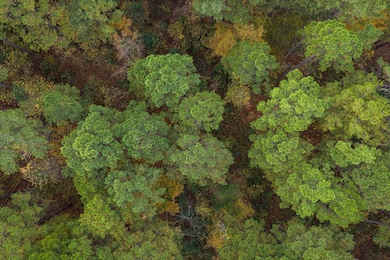 TBD Grace Scott Cutoff, Karnack, TX 75661 - photo 7