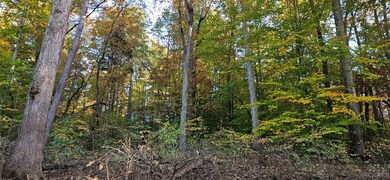 View of local wilderness