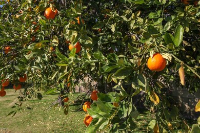 Citrus Trees