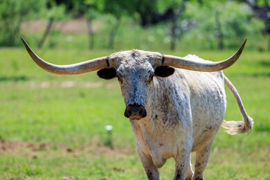 308 Oakhaven Ln, Fredericksburg, TX 78624 - photo 4