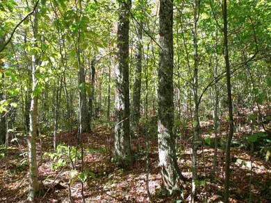 Good sugarbush potential on east-facing slopes