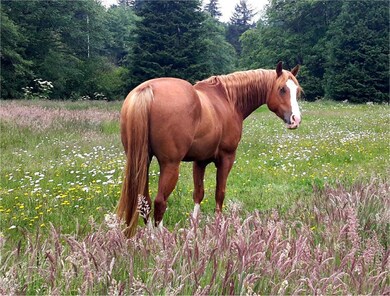 Owner's horse