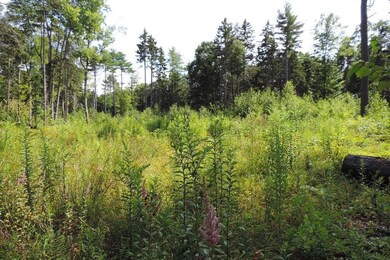 large open clearing