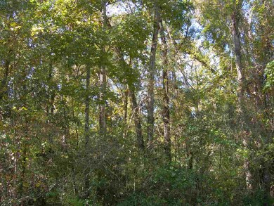 0 Hickorywood Dr, Crawfordville, FL 32327 - photo 4