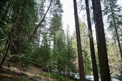 6 Pine Tree Ct, Plumas Eureka, CA 96103 - photo 6