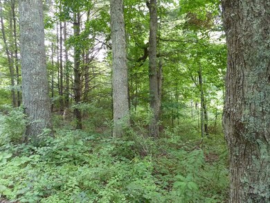 Mature Trees