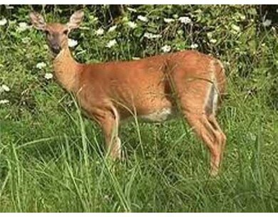 Wild Life