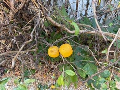Apple Tree in back yard.