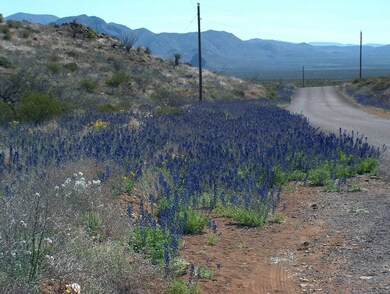 Bluebonnets in March