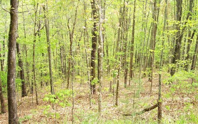 Additional View