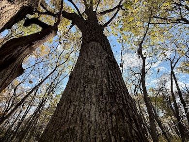 000 E 100th St, Blythedale, MO 64426 - photo 5