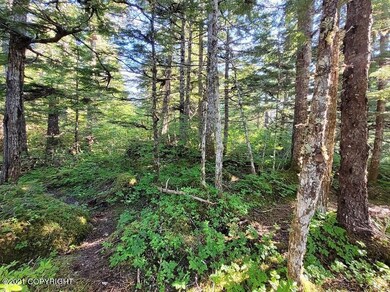 Forest Trails