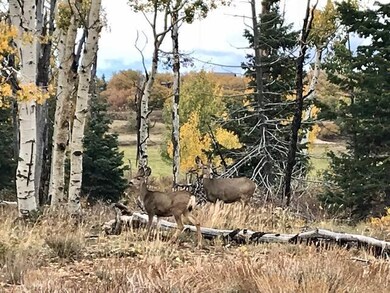 6 Deer on Lot
