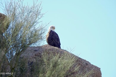 Bald Eagle Sightings