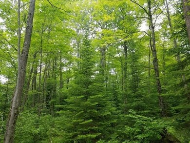 Lot 1 Sanctuary Rd, Tomahawk, WI 54487 - photo 5